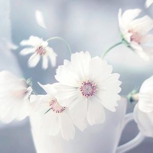 Meet your Posher, Alma